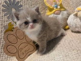 Chaton British Shorthair de mars 2026 lilas et blanc à réserver LOOF