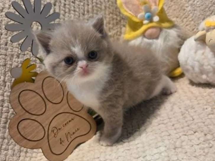Chaton British Shorthair de mars 2026 lilas et blanc à réserver LOOF
