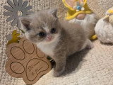 Chaton British Shorthair de mars 2026 lilas et blanc à réserver LOOF