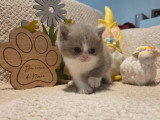 Chaton British Shorthair de mars 2026 lilas et blanc à réserver LOOF