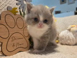 Chaton British Shorthair de mars 2026 lilas et blanc à réserver LOOF