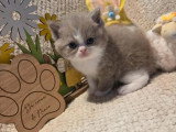 Chaton British Shorthair de mars 2026 lilas et blanc à réserver LOOF