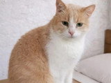 À la recherche d'une famille : chat de 10 ans au pelage roux et blanc