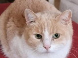 À la recherche d'une famille : chat de 10 ans au pelage roux et blanc