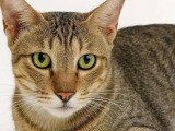 À la recherche d'une famille : chat d'un an joueur et affectueux