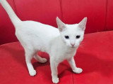 En attente d'adoption : chaton femelle de 8 mois sociable et joueuse