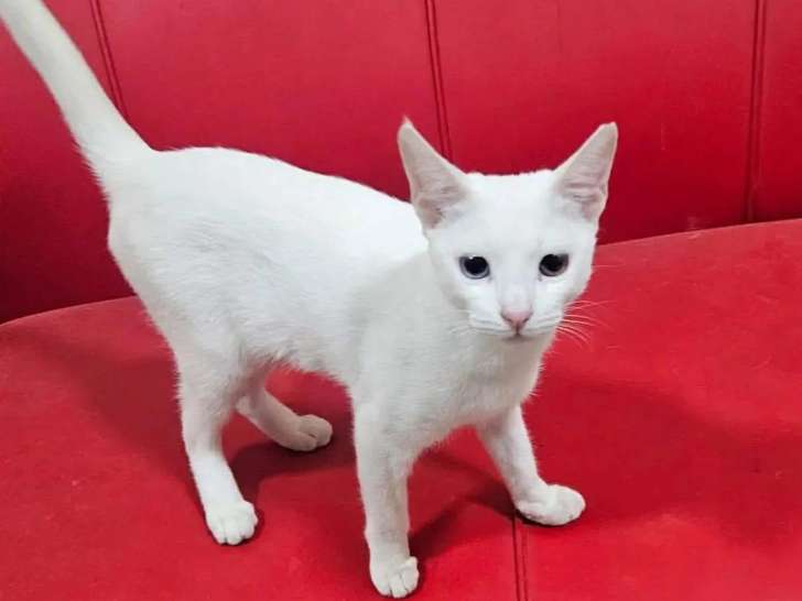 En attente d'adoption : chaton femelle de 8 mois sociable et joueuse