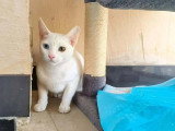 En attente d'adoption : chaton femelle de 8 mois sociable et joueuse