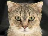 Adoption disponible : chatte de 2 ans douce et affectueuse