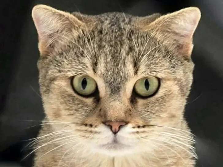 Adoption disponible : chatte de 2 ans douce et affectueuse