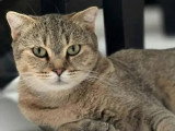 Adoption disponible : chatte de 2 ans douce et affectueuse
