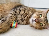 À adopter : chat de 3 ans au pelage long, doux et affectueux