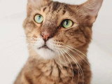 À adopter : chat de 3 ans au pelage long, doux et affectueux