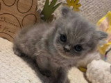 Chaton British Longhair bleu mâle LOOF réservation disponible