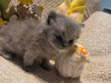 Chaton British Longhair bleu mâle LOOF réservation disponible