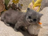 Chaton British Longhair bleu mâle LOOF réservation disponible