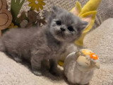 Chaton British Longhair bleu mâle LOOF réservation disponible