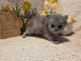 Chaton British Longhair bleu mâle LOOF réservation disponible