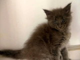 Deux chatons Maine Coon mâles LOOF nés en mars 2026 à réserver