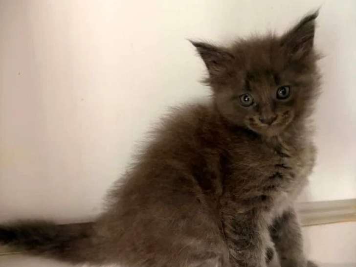 Deux chatons Maine Coon mâles LOOF nés en mars 2026 à réserver