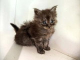 Deux chatons Maine Coon mâles LOOF nés en mars 2026 à réserver