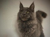 Deux chatons Maine Coon mâles LOOF nés en mars 2026 à réserver