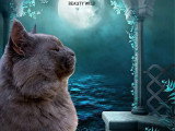 Deux chatons Maine Coon mâles LOOF nés en mars 2026 à réserver