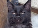 Chaton femelle Maine Coon noir inscrite au LOOF à vendre