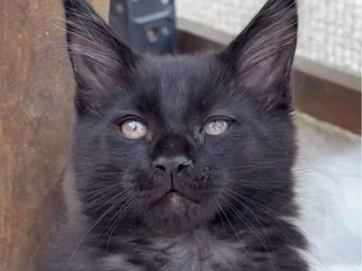 Chaton femelle Maine Coon noir inscrite au LOOF à vendre