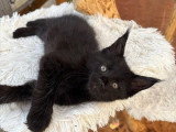 Chaton femelle Maine Coon noir inscrite au LOOF à vendre