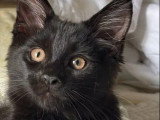 Chaton femelle Maine Coon noir inscrite au LOOF à vendre