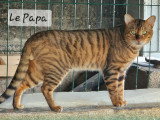Tomy la papa