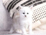 6 chatons Maine Coon black silver shaded LOOF d'avril 2026 à réserver
