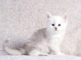 6 chatons Maine Coon black silver shaded LOOF d'avril 2026 à réserver