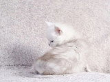 6 chatons Maine Coon black silver shaded LOOF d'avril 2026 à réserver
