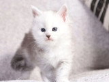 6 chatons Maine Coon black silver shaded LOOF d'avril 2026 à réserver