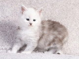 6 chatons Maine Coon black silver shaded LOOF d'avril 2026 à réserver