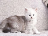 6 chatons Maine Coon black silver shaded LOOF d'avril 2026 à réserver