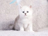 6 chatons Maine Coon black silver shaded LOOF d'avril 2026 à réserver
