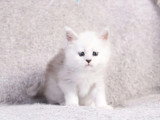 6 chatons Maine Coon black silver shaded LOOF d'avril 2026 à réserver