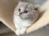 Chatons British Longhair à vendre