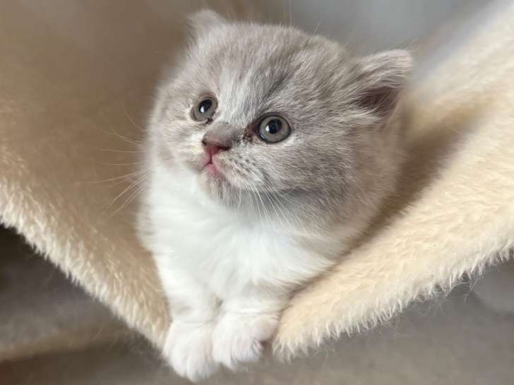Chatons British Longhair à vendre