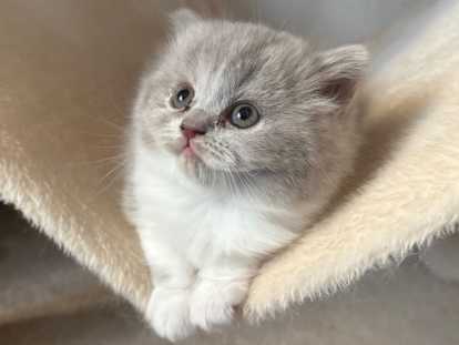 Chatons British Longhair à vendre