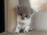 Chatons British Longhair à vendre