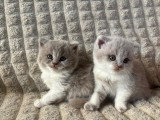 Chatons British Longhair à vendre