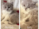 Chatons British Longhair à vendre