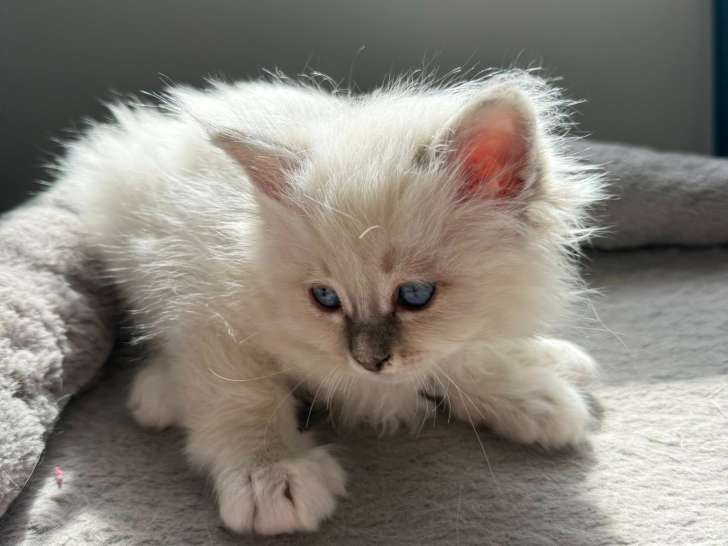Chaton mâle Sacré de Birmanie blue tabby à vendre