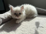 Chaton mâle Sacré de Birmanie blue tabby à vendre