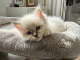 Chaton mâle Sacré de Birmanie blue tabby à vendre