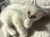 Chaton mâle Sacré de Birmanie blue tabby à vendre